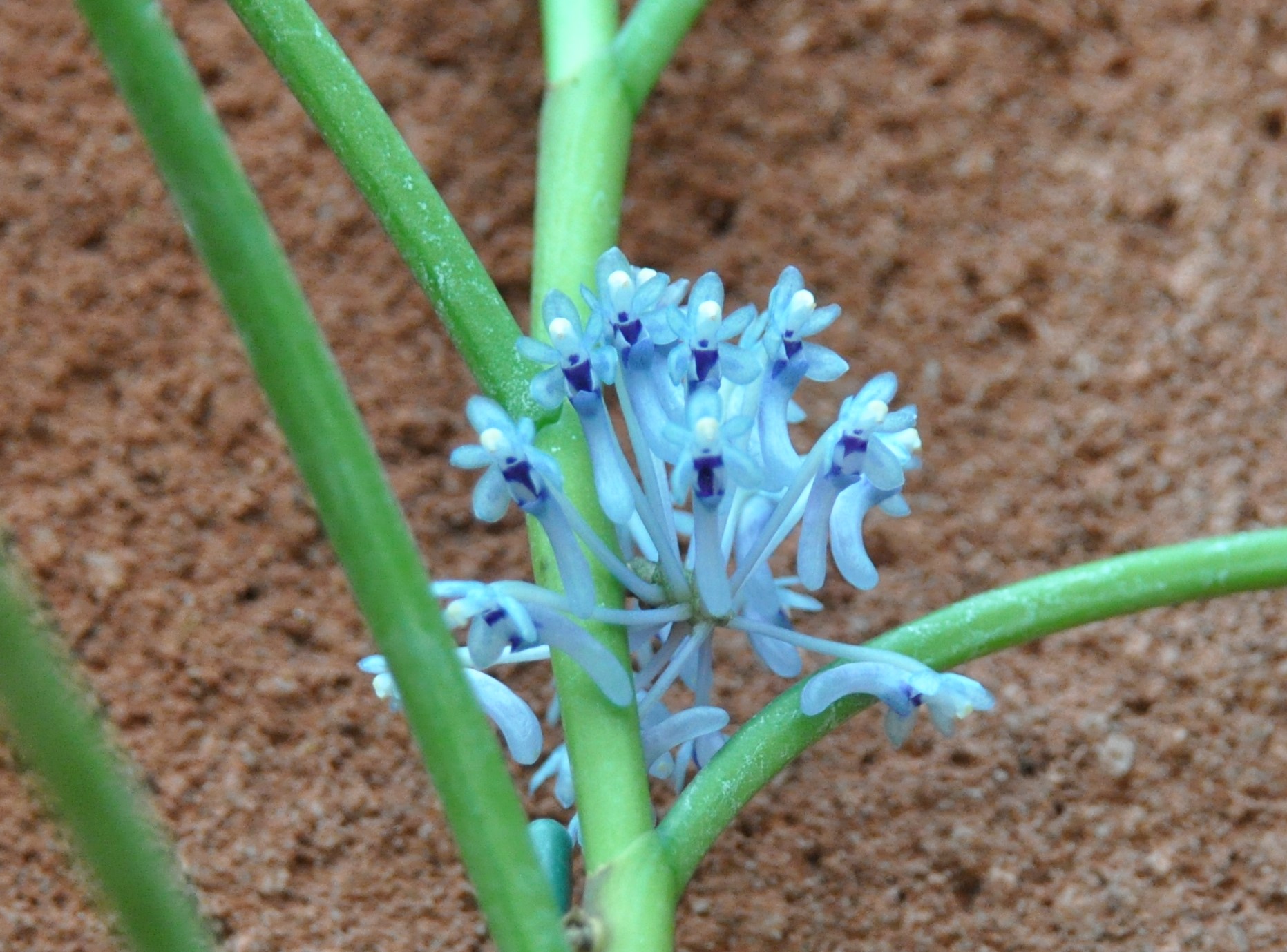 クレイソセントロン・ゴクシンギー