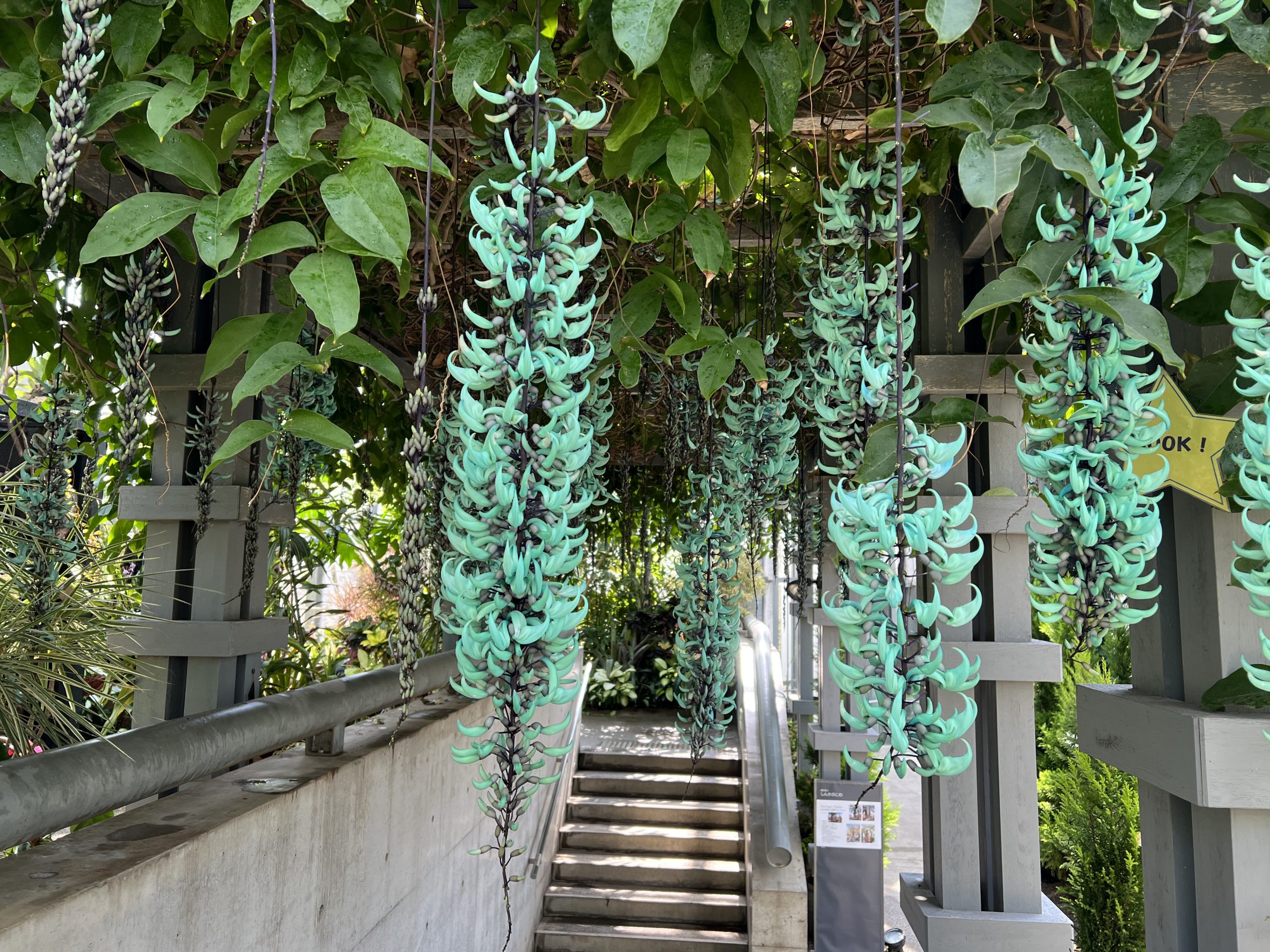 ヒスイカズラ＝2022年４月９日の様子。