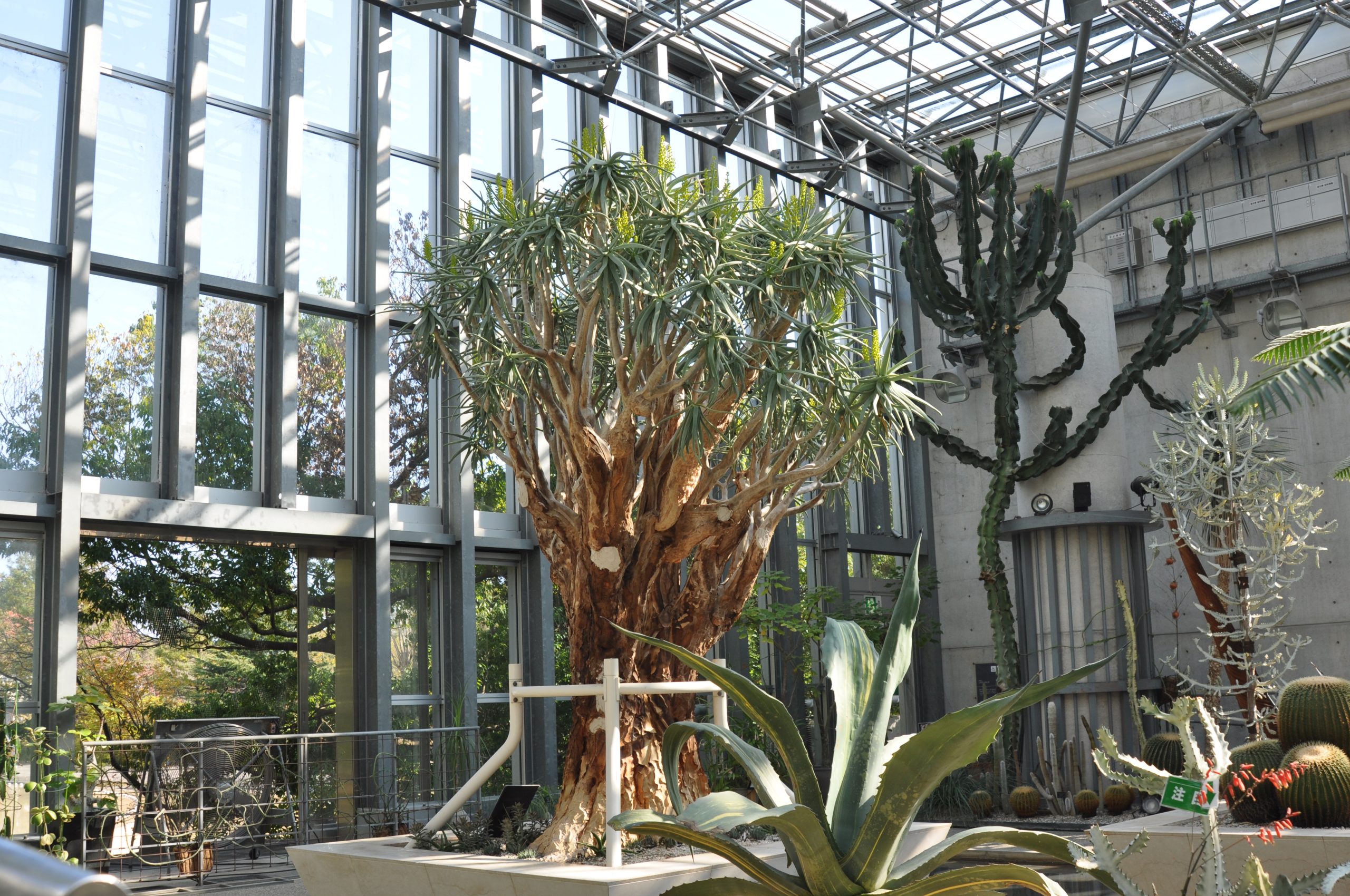 アロエディコトマ