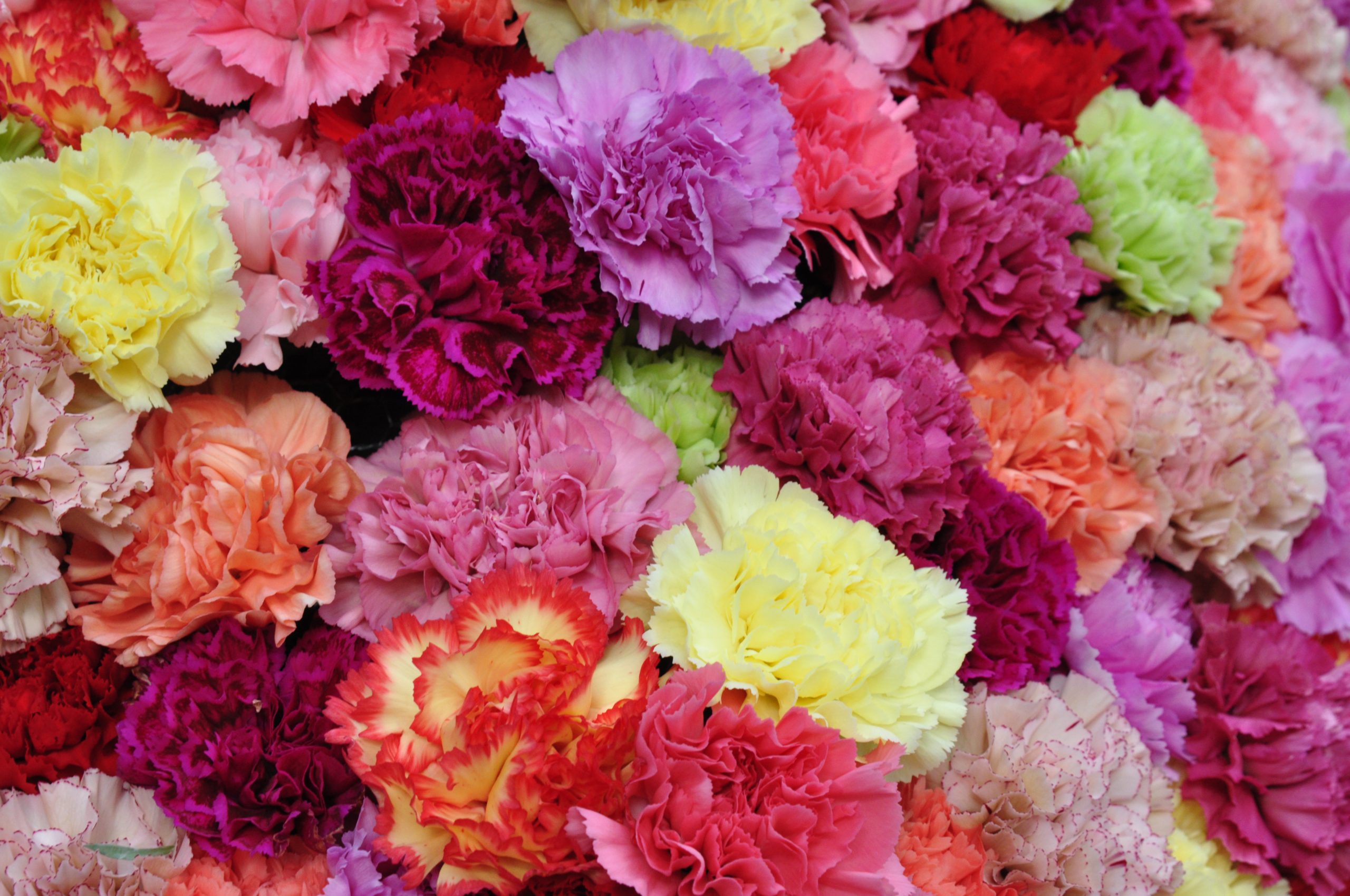 淡路島のカーネーションをバレンタインでも！