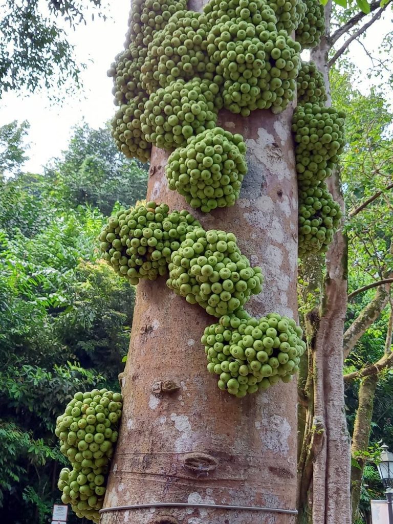 Ficus variegateフィカス・バリエガタ