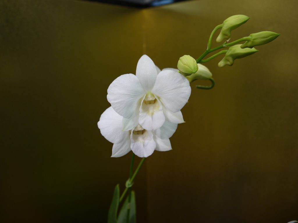 Dendrobium Masako Kotaishi Hidenka