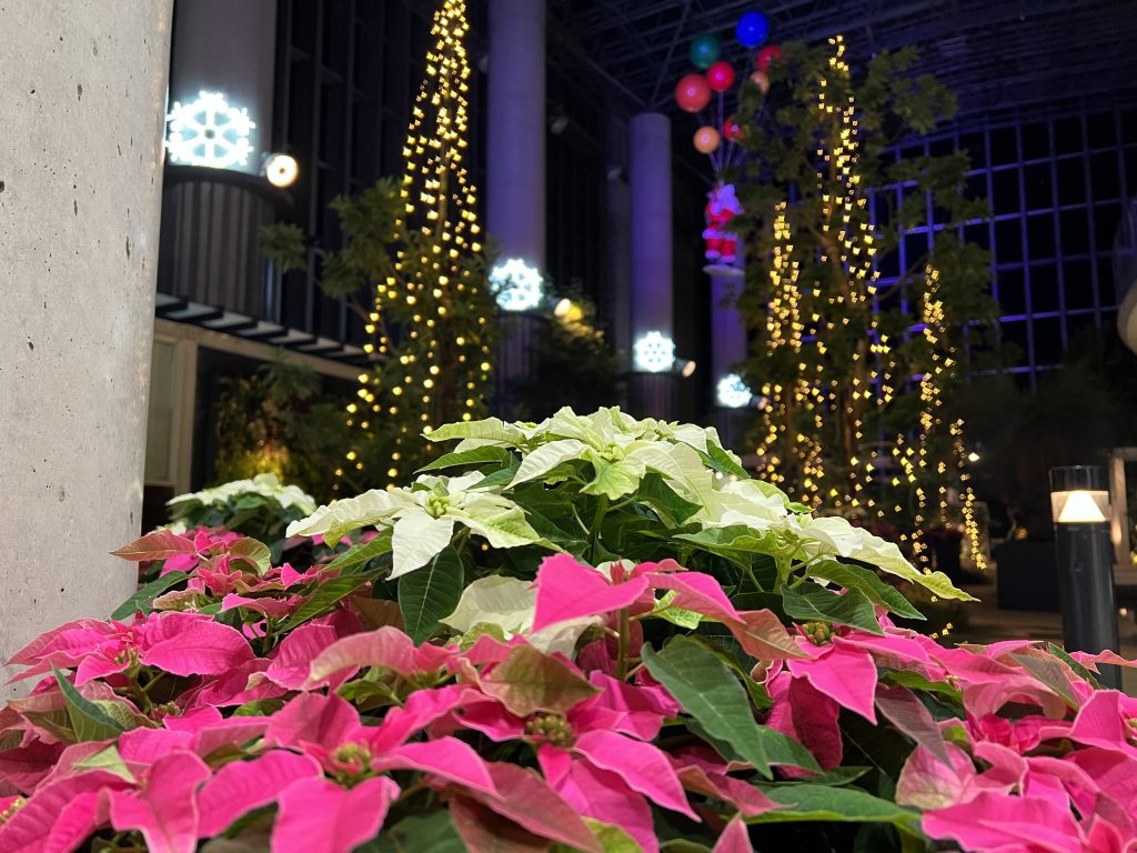 光と花のウインターガーデン2023開催中!